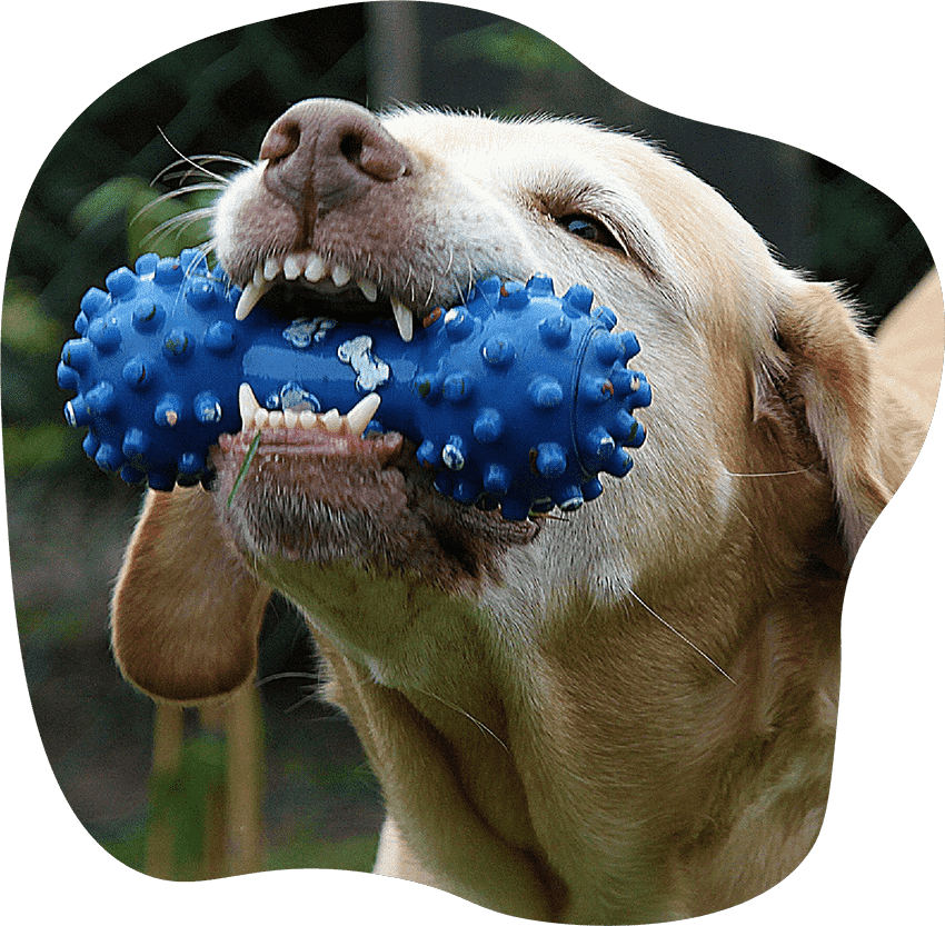 No-anesthesia dog teeth cleaning service at Peoria's Pet Market every 2nd Saturday
