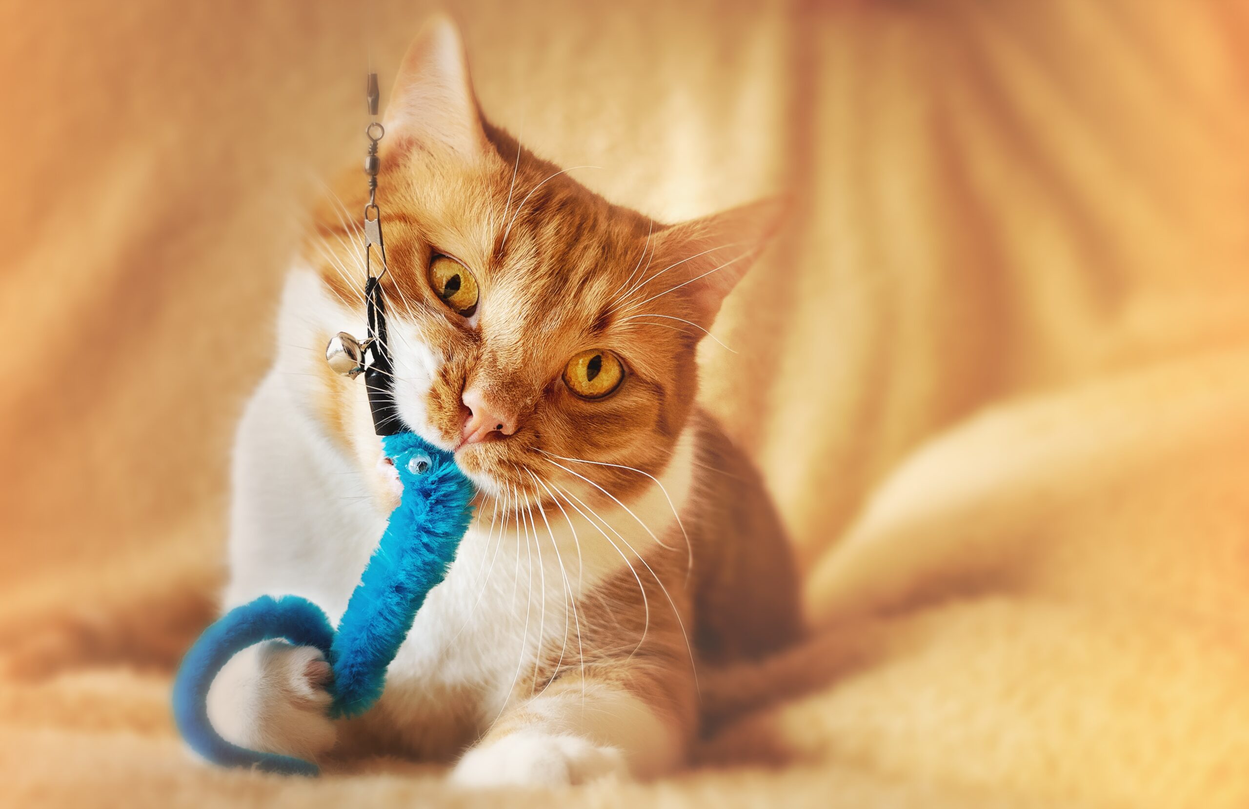 Rescued animals finding new homes through Peoria's Pet Market community partners