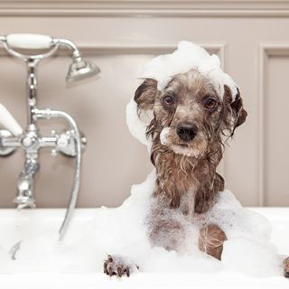 Dog getting a bath at the Peoria's Pet Market self dog wash station